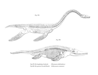Plesiosaurus door German School