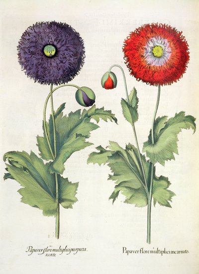 Klaprozen: 1.Papaver flore multiplici incarnato; 2.Papaver flore multiplici purpurascente, uit de Hortus Eystettensis door Basil Besler (1561-1629), uitgegeven 1613 door German School