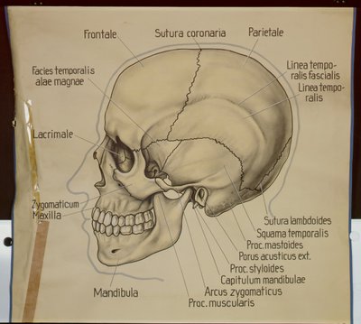 Poster van de zijaanzicht van een menselijke schedel door German School