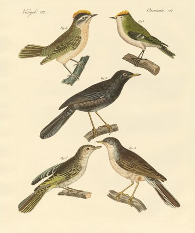 Zeldzame en mooie Europese en Duitse vogels door German School
