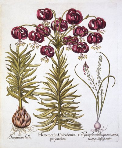 Rode Turkse Lelie en Scilla Autumnalis, uit Hortus Eystettensis, door Basil Besler, 1613 door German School