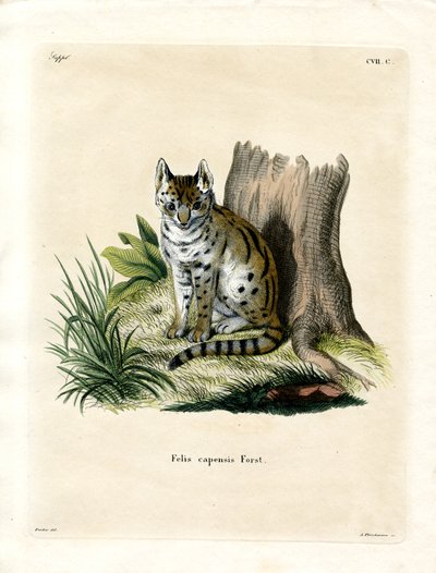 Serval door German School