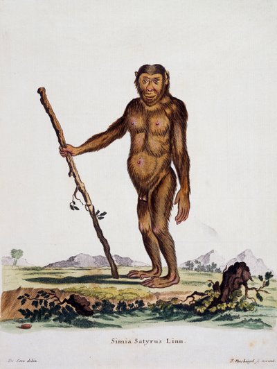 Simia satyrus, uit Mammals geïllustreerd uit de natuur met beschrijvingen, door Johann Christian Daniel von Schreber, gravure door I Nusbiegel naar tekening van De Seve, Duitsland door German School