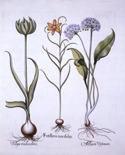Kievitsbloem, Daslook en Tulp, uit Hortus Eystettensis, door Basil Besler, 1613 door German School