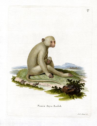 Roetmangabey door German School