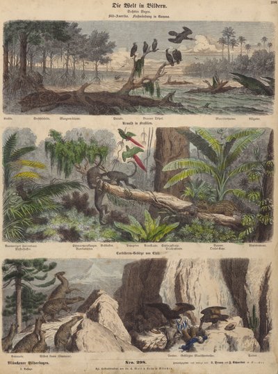 Zuid-Amerika: estuarium in Guyana; jungle in Brazilië; Chileense Andes (gekleurde gravure) door German School