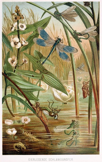 Ontwikkelingsstadia van een waterjuffer, uit Brehms Tierleben, pub. kleur lithografie door German School