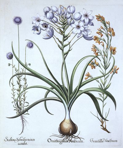 Ster van Bethlehem, met Blauwbloemige Schapenzuring en Verfbrem, uit Hortus Eystettensis, door Basil Besler, gepubliceerd 1613 door German School