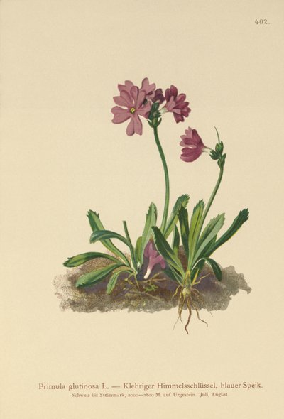 Kleverige Sleutelbloem (Primula glutinosa) door German School