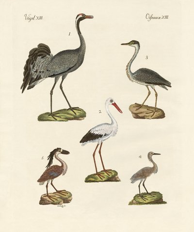 Vreemde strandvogels door German School