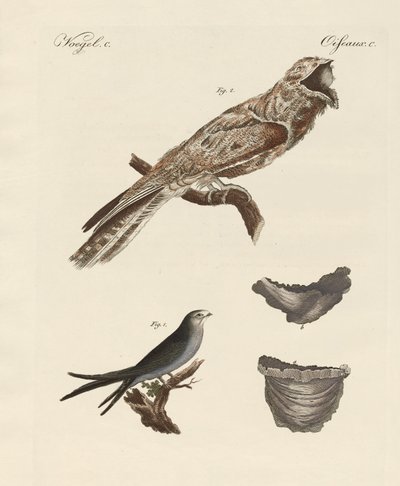Vreemde vogels door German School