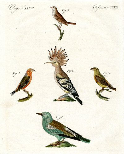 Vreemde huisvogels door German School