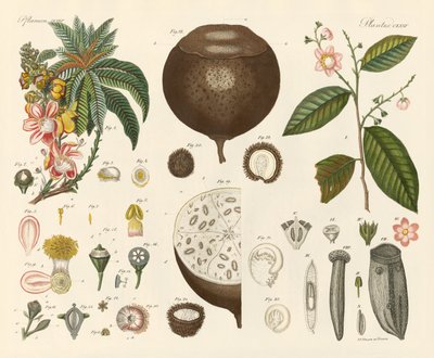 Vreemde planten door German School