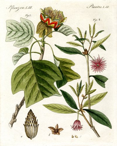 Vreemde planten door German School