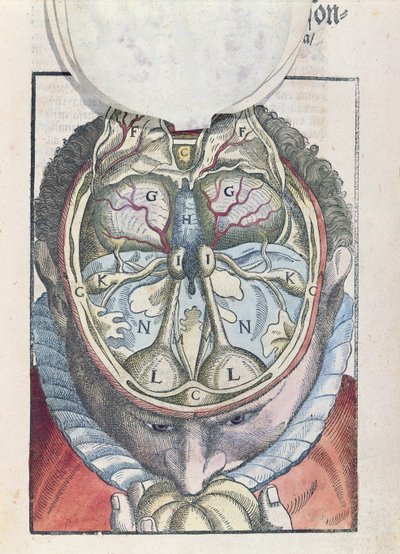 De hersenen, uit Ophthalmodouleia door Georg Bartisch (1535-1636) gepubliceerd in Dresden in 1583 door German School