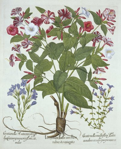 De Wonder van Peru en Twee Soorten Gentiaan, uit Hortus Eystettensis, door Basil Besler, gepubliceerd 1613 door German School