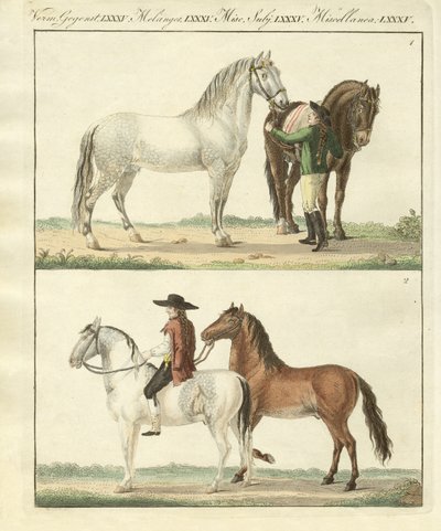 Het paard met zijn verschillende soorten door German School
