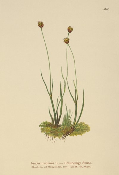 Driehulzige Riet (Juncus triglumis) door German School