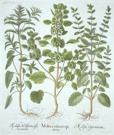 Drie Soorten Melisse, uit Hortus Eystettensis, door Basil Besler, gepubliceerd 1613 door German School