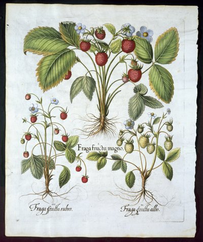 Drie soorten aardbeien, plaat 116, uit Hortus Eystettensis door Basil Besler (1561-1629) gepubliceerd in 1613 door German School