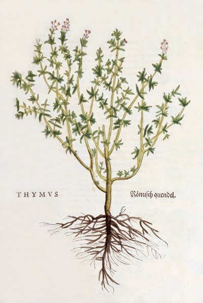 Thymus [tijm], illustratie uit De historia stirpium commentarii insignes door Leonhard Fuchs, gepubliceerd 1542 (gekleurde houtsnede) door German School