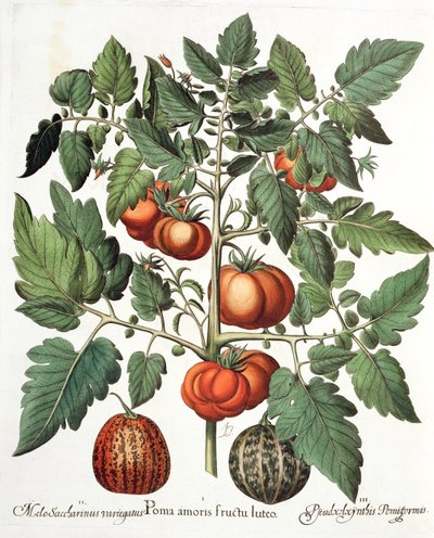 Tomaten en meloenen: 1.Poma amoris fructu luteo; 2.Melo Saccharinus variegatus; 3.Pseudocolocynthis Pomiformis, uit de Hortus Eystettensis door Basil Besler (1561-1629), uitgegeven 1613 door German School