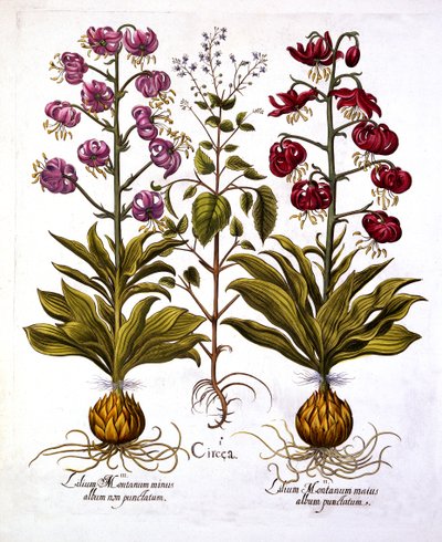 Turkse Lelie en Toverhazelaar, uit Hortus Eystettensis, door Basil Besler, 1613 door German School