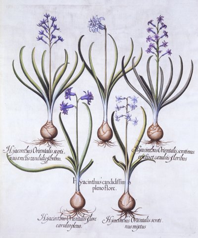 Hyacintvariëteiten met Bol, uit Hortus Eystettensis, door Basil Besler, 1613 door German School