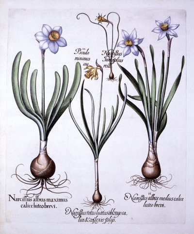 Diverse Narcissen, uit Hortus Eystettensis, door Basil Besler, 1613 door German School