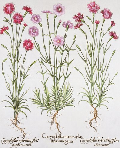 Verschillende soorten Dianthus, uit de Hortus Eystettensis door Basil Besler (1561-1629), pub. 1613 door German School
