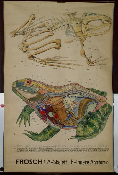 Wandkaart van het skelet en de anatomie van een kikker door German School