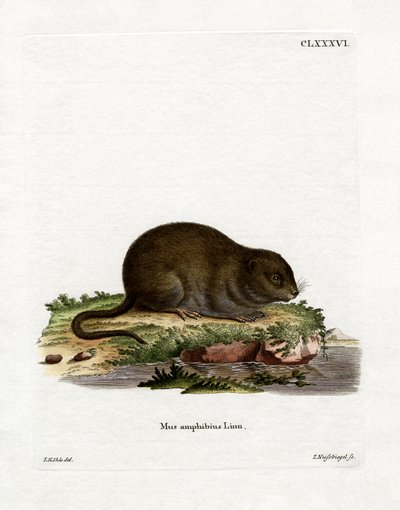 Waterrat door German School