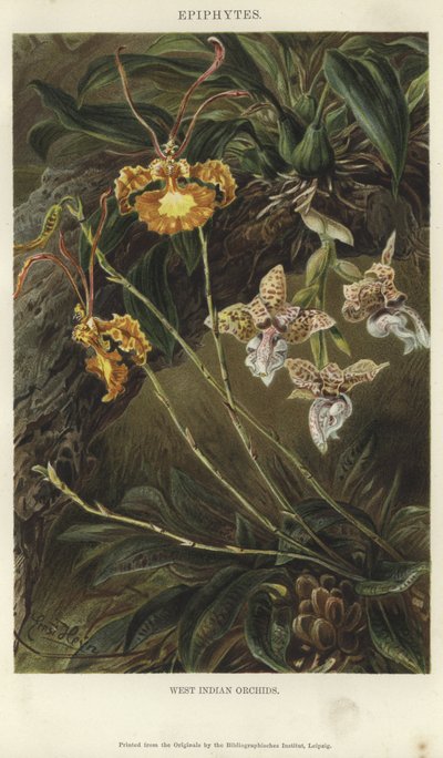West-Indische Orchideeën door German School