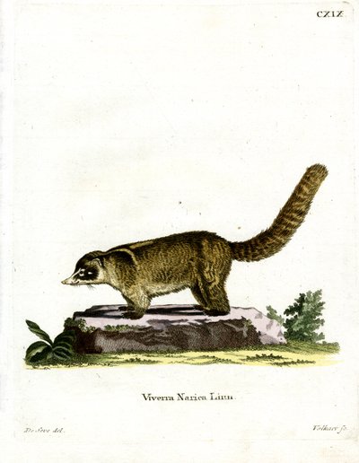 Witneus Coati door German School