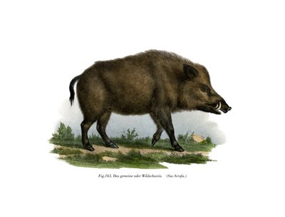 Wild zwijn, 1860 door German School