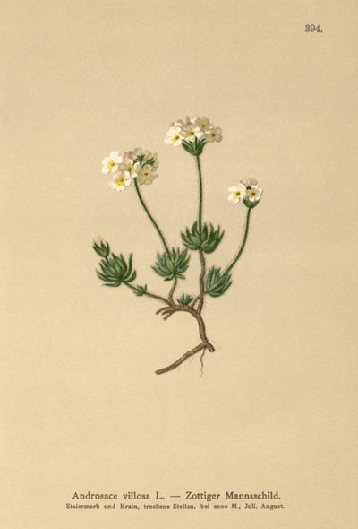 Wollige Rotsjasmijn (Androsace villosa) door German School