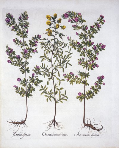 Gele Rest-Harrow, Roze Rest-Harrow en Roze Doornige Rest-Harrow, uit Hortus Eystettensis, door Basil Besler, gepubliceerd 1613 door German School