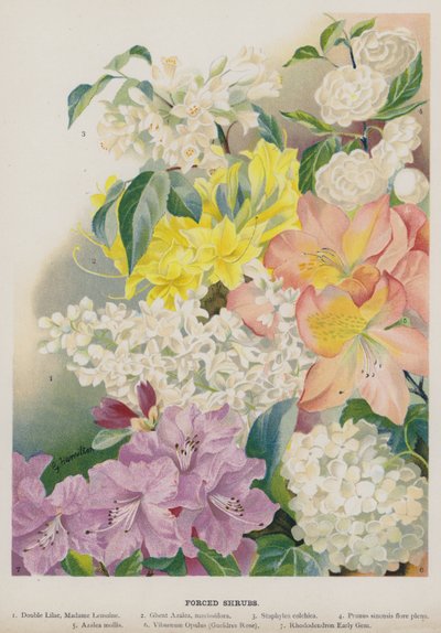 Gedwongen struiken door Gertrude Hamilton