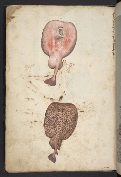 Schilderijen van flora van de Romeinse staten, c.1564-84 door Gherardo Cibo