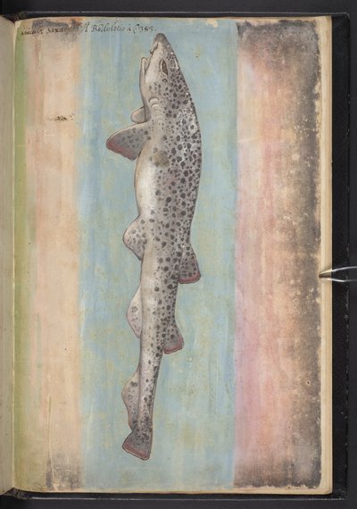 Add MS 22333 f.66r, Vis, uit 