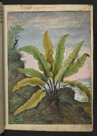 Asplenium scolopendrium, uit "Schilderijen van Flora van de Romeinse Staten" door Gherardo Cibo door Gherardo Cibo