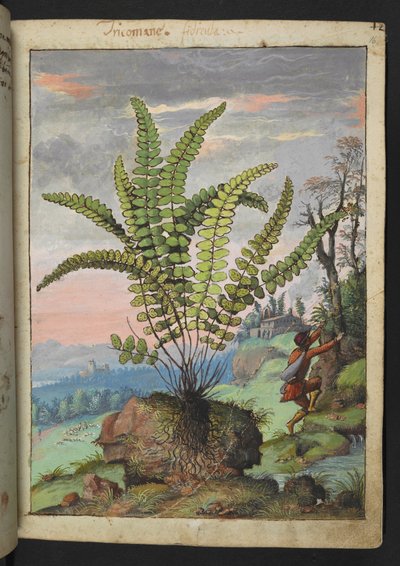 Asplenium trichomanes, uit 