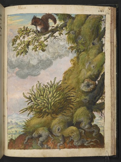Bryophyte (mos) en een eekhoorn zittend op de tak van een boom, uit 
