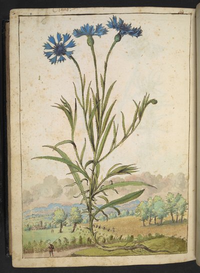 Centaurea cyanus: Een bloem met blauwe bloemblaadjes, uit "Schilderijen van Flora van de Romeinse Staten" door Gherardo Cibo door Gherardo Cibo