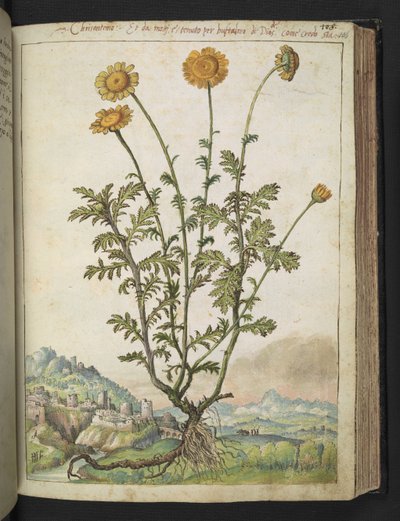 Chrysanten, ca. 1564-1584 (tekening) door Gherardo Cibo