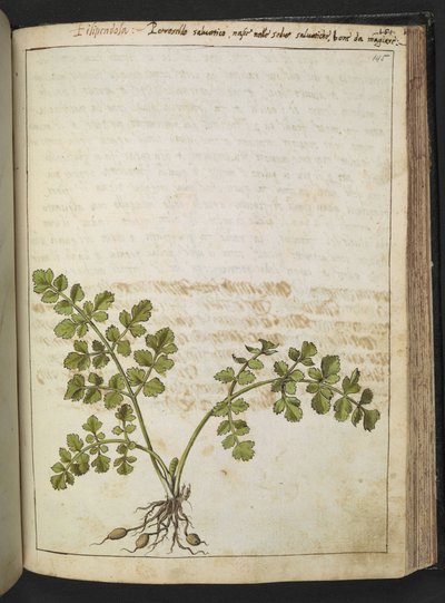 Filipendula, uit "Schilderijen van Flora van de Romeinse Staten" door Gherardo Cibo, Add MS 22333, f145r, c.1564-84 door Gherardo Cibo