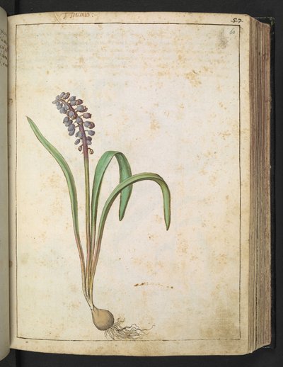 Hyacinthus, uit "Schilderijen van Flora van de Romeinse Staten" door Gherardo Cibo, Add MS 22333, f060r, c.1564-84 door Gherardo Cibo