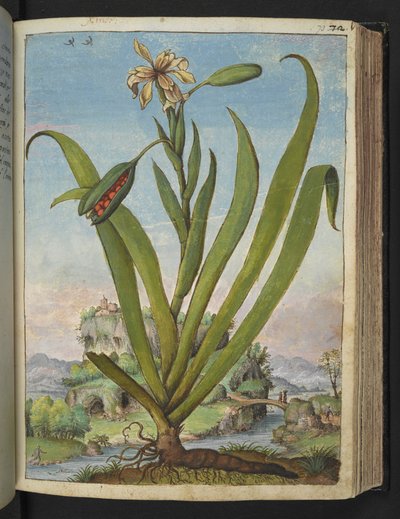Iris Foetidissima: Bloeiende plant met zaaddozen, uit "Schilderijen van Flora van de Romeinse Staten" door Gherardo Cibo door Gherardo Cibo