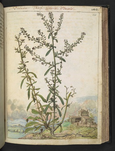 Lepidium graminifolium, uit "Schilderijen van Flora van de Romeinse Staten" door Gherardo Cibo door Gherardo Cibo