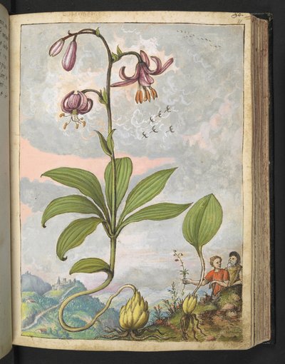Lilium martagon, uit 